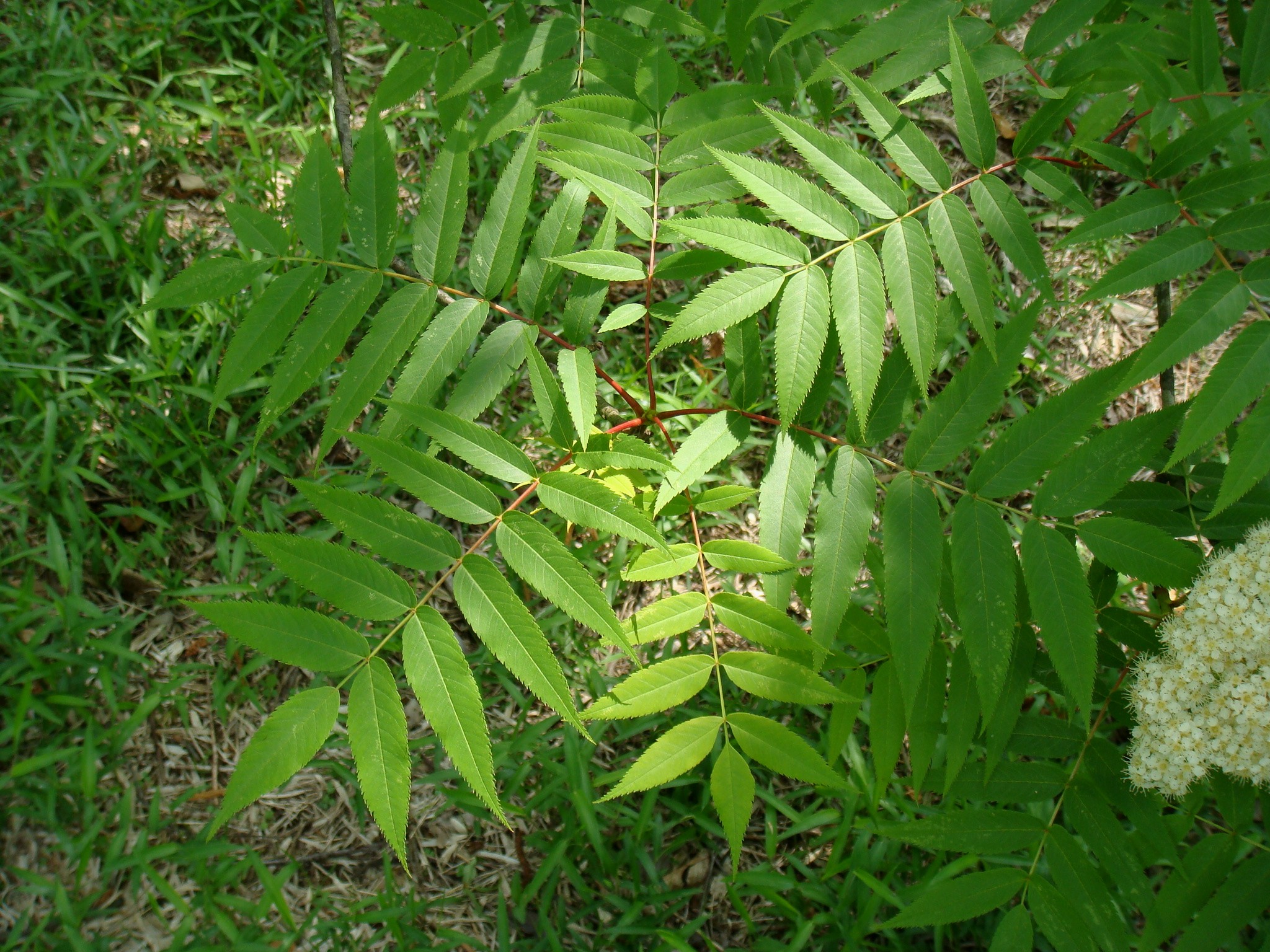 Sorbus commixta Hedlund